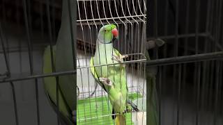 Bolne Wala Tota🦜😱 Sahib Singh shorts mitthutota youtube [upl. by Kiker]