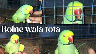 Bolne wala tota viralvideo trending subscribe [upl. by Ennaira706]