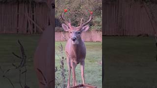 Deer 🦌 enjoying the cracked corn and bird seeds [upl. by Benildas907]