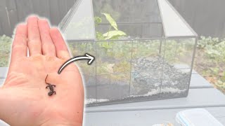 Mini Newt Terrarium Vivarium [upl. by Vachel]