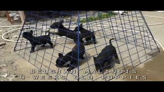 Belgian Malinois 4 weeks Puppies [upl. by Kire]