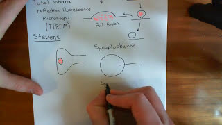 Kiss and Run Synaptic Vesicle Fusion Part 1 [upl. by Burroughs]