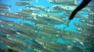 Mugil cephalus  Flathead grey mullet [upl. by Kavanagh]