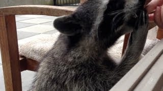 Fred the Friendly Raccoon  Part 10 [upl. by Dodi]