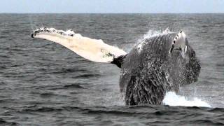 Sonido de Ballena  Sonidos de Animales para niños [upl. by Grewitz292]