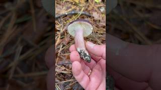 Сыроежка Келе Russula queletii Russula drimeia var queletiisardonia f queletii flavovirens [upl. by Ladnor]