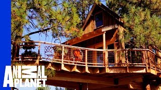 OfftheGrid Getaway Treehouse [upl. by Cecil]