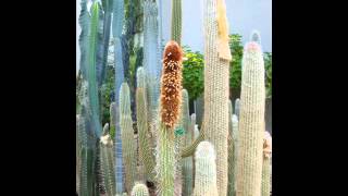 International Peace Garden Vitko cacti collection [upl. by Eiral]