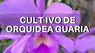 Cultivo de Orquídea Guarianthe skinneri  Guaria morada [upl. by Zusman]