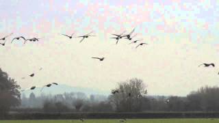 White fronted Geese in Flight [upl. by Nnylaf527]