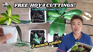 Free HOYA cuttings A 3month update  repotting [upl. by Oah]