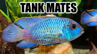 Top 10 Tank Mates for Electric Blue Acara [upl. by Margaretha]