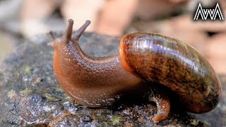 AwA Common Southern Carnivorous Snail Austrorhytida capillacea CONTENT WARNING [upl. by Bilat]