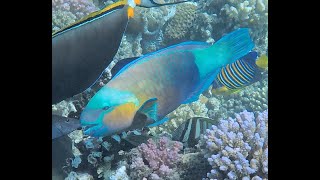 Bullethead parrotfish amp other colourful characters [upl. by Omsare288]