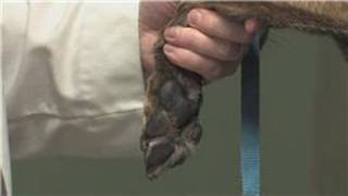 Dog Health  How to Treat a Pad Injury on a Dog [upl. by Tremaine]