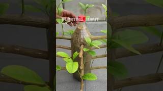 🌿How grow Lime tree great idea to propagate lime tree by air layering using a Carrot🥕gardening [upl. by Cockburn]