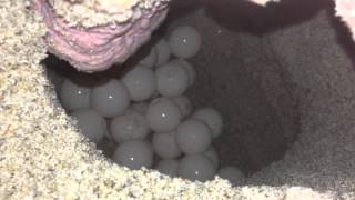 Sea Turtle Mother Laying Her Eggs Original [upl. by Ehtiaf207]