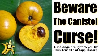 Beware the Canistel Curse a sweet fruit seduction [upl. by Knick]