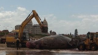 Cachalote encalla en Montevideo [upl. by Adilem779]