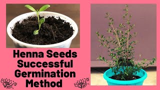 Henna Seed Successful Germination Method  Lawsonia Inermis [upl. by Bolton]