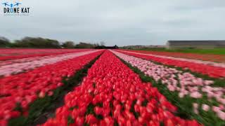 Flowers Around Noordwijk [upl. by Broddy689]