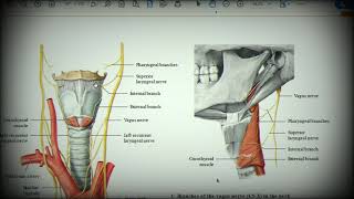Анатомия с АВ Блуждающий vagus X и добавочный accessorius XI нервы [upl. by Kcerred3]