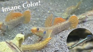 Gorgeous Gobies UNBOXING from Aquatic Arts  2 Stiphodon Species [upl. by Ennayk352]