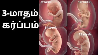 3 Month of Pregnancy in Tamil  3rd month baby development in tamil  Month 3  3 months pregnant [upl. by Tolland]