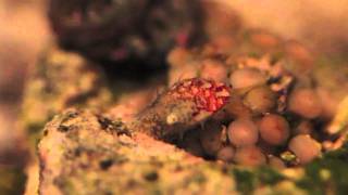 Stomatella Snail Grazing on Zoanthids [upl. by Lajib]