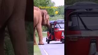 Elephant attack attack elephant india highway [upl. by Carlisle]