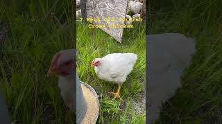 Seven Week Old Cornish Cross Chicken chicken chickenbreed farm pastureraised farmlife birds 7 [upl. by Akinnor]