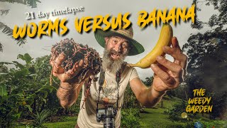 BANANA BREAKDOWN Timelapse of Compost Worms Turning Fruit to Fertilizer [upl. by Pfaff395]