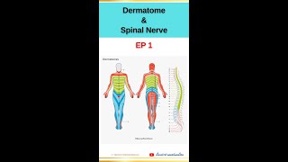 Dermatome and Spinal Nerve EP1 dermatome spinalnerve anatomy orthopedics เส้นประสาทไขสันหลัง [upl. by Mack868]