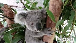 Our koala joeys enjoy cooling off in the rain [upl. by Ley]