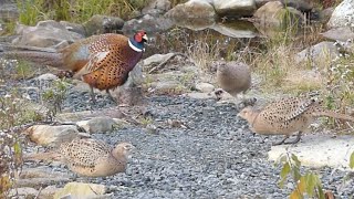 Injured Pheasant Tries to Impress The Ladies [upl. by Otnas]