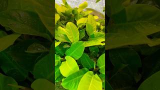 Some varieties of Philodendron garden indoorplantlove meerasharma1333 [upl. by Tomkin]