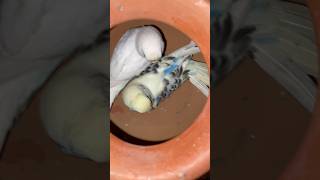 budgies cute pair youtubeshorts youtube budgies [upl. by Feucht529]