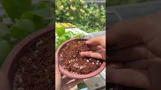 Media tanam perlite mediatanam perlite gardening gardeningideas tipsberkebun tipsmenanam [upl. by Sommers]