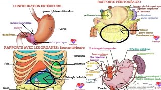 anatomie de lestomac morphologie rapports vascularisation innervation [upl. by Oirobil74]