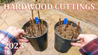 How to take Hardwood Cuttings  Winter 2023 [upl. by Nolrev]