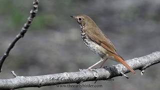 HERMIT THRUSH Catharus guttatus [upl. by Eimme566]