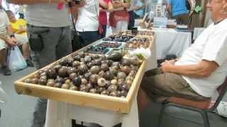 International Seabean Symposium amp Beachcombers Festival Cocoa Beach FL [upl. by Ronen770]