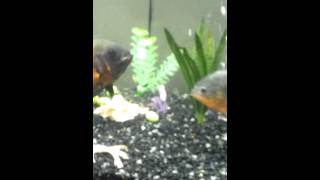 Angry Oscar fish vs piranha FIGHTING [upl. by Alleen]