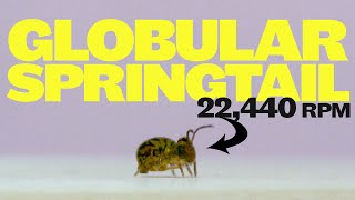 Globular springtails jump and spin faster than any animal on earth [upl. by Ereynihc454]