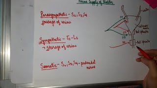 Nerve Supply of Bladderneurogenic bladderUMNLMN lesion BladderAutomaticAutonomous BladderSCGMC [upl. by Shig777]