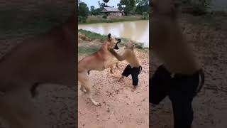 Monkey dog monkey dog fight  monkey dog funny🤣 video monkey dog video monkey dog catcomedyvideo [upl. by Luas]