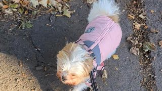 Autumn Walkies 🍂🍁🐶🐶 [upl. by Enelym]