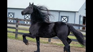 Friesian Horse of Kings [upl. by Meunier]