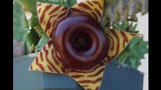 Stapelia Family Update  Starfish Flowers [upl. by Hadihsar136]