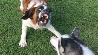 Saint Bernard Barks Like Cujo [upl. by Mun]